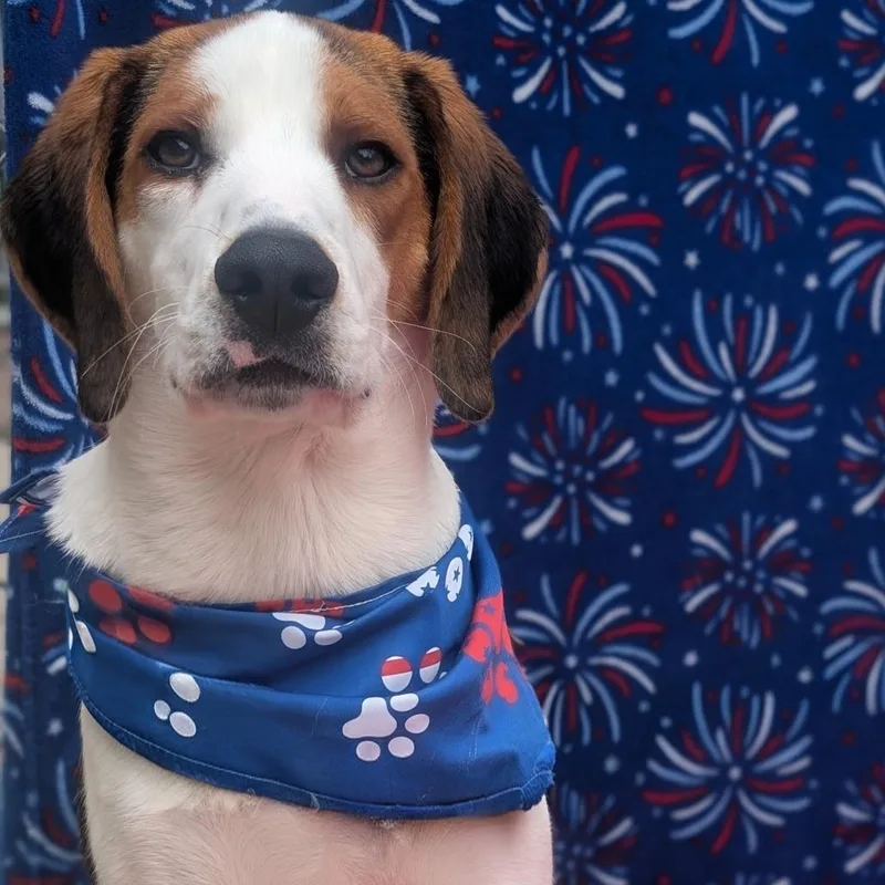 Wishbone thumbnail 3