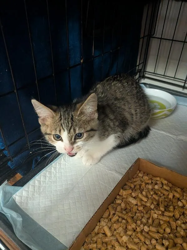 A young small-sized female Tabby (Brown / Chocolate) Domestic Short Hair cat named Riza Hawkeye for adoption in Cincinnati, OH