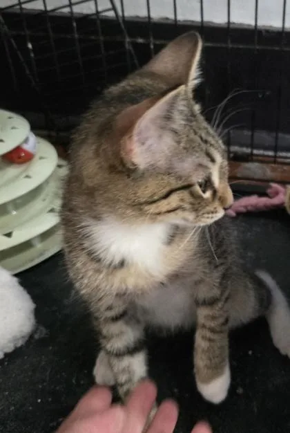 A young medium-sized male Domestic Short Hair cat named Andy for adoption in River Ridge, LA