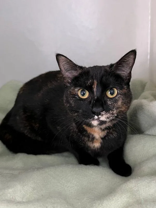 A young medium-sized female Domestic Short Hair cat named Sweet Pea for adoption in Genoa, IL