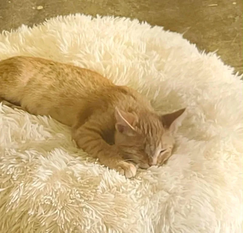 A baby small-sized male Orange / Red Domestic Short Hair cat named Barrett C Seago for adoption in Saunderstown, RI