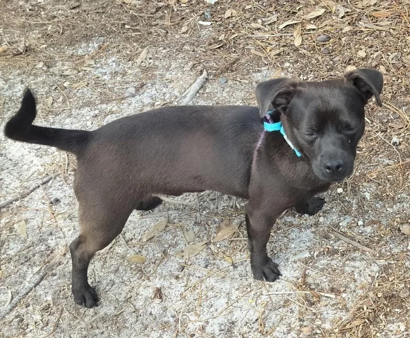 A young small-sized male Chihuahua dog named Churro for adoption in Fort Myers, FL