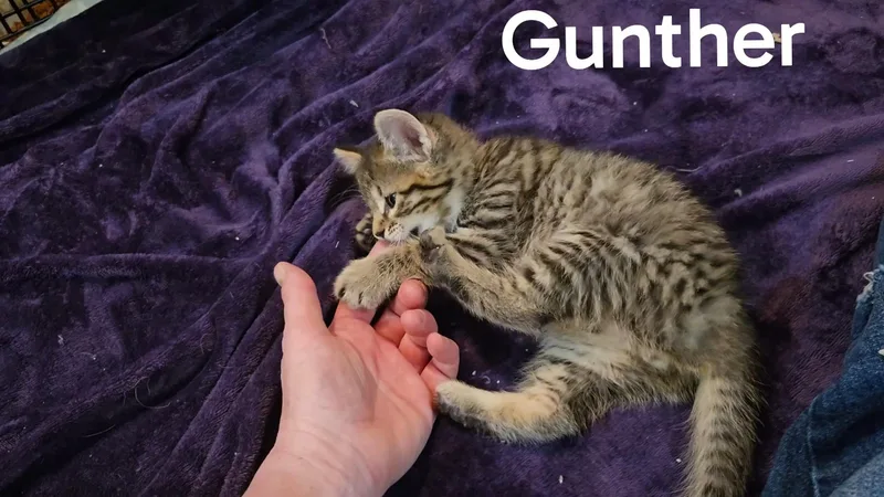 A baby medium-sized male Tabby (Brown / Chocolate) Domestic Short Hair cat named Gunther for adoption in La Crescent, MN
