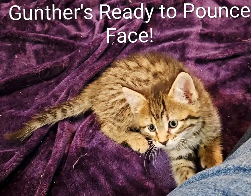 Gunther thumbnail 2