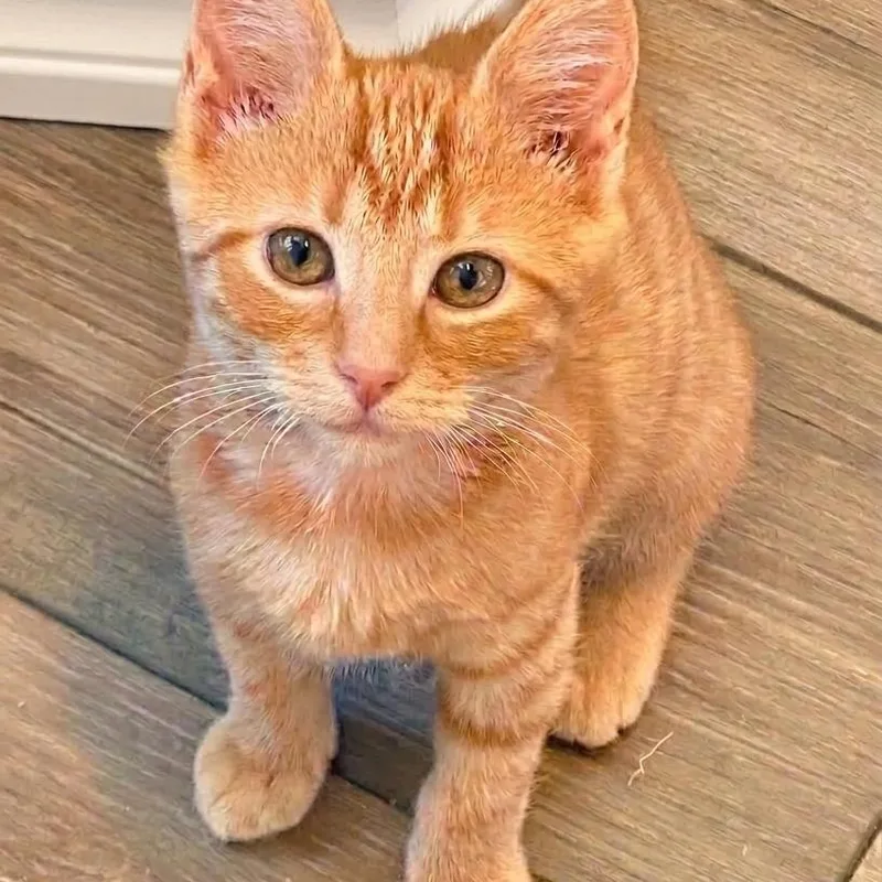 A baby medium-sized male Orange & White Domestic Short Hair cat named Echo for adoption in Whitestown, IN