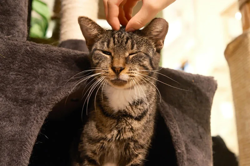An adult medium-sized female Domestic Short Hair cat named Frintz for adoption in South Ozone Park, NY
