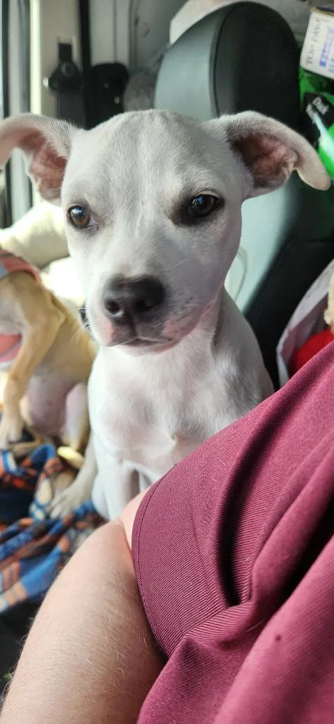 A baby medium-sized male Chihuahua dog named Fintan for adoption in Tampa, FL