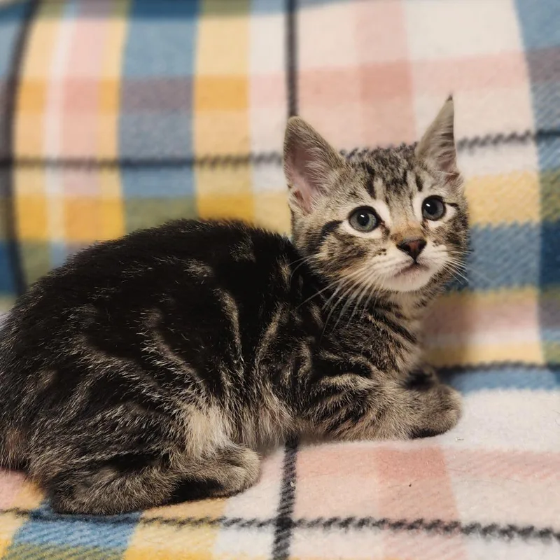 A baby medium-sized female Tabby (Brown / Chocolate) Domestic Short Hair cat named Maple for adoption in Graham, WA