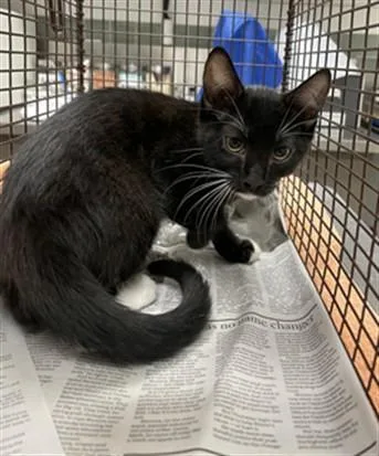 A baby medium-sized female Domestic Short Hair cat named Billie for adoption in Van Nuys, CA