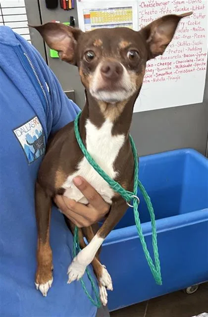 An adult small-sized male Mixed Breed dog named Louie for adoption in Dallas, TX
