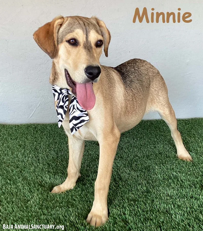 A young medium-sized female Yellow / Tan / Blond / Fawn Labrador Retriever dog named Minnie for adoption in San Diego, CA