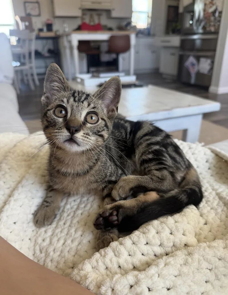 A baby small-sized male Tabby (Gray / Blue / Silver) Domestic Short Hair cat named Kazoo for adoption in San Luis Obispo, CA