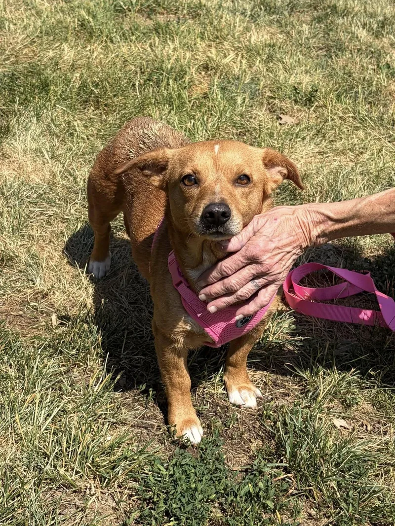 An adult medium-sized female Chihuahua dog named Baby for adoption in Winchester, VA