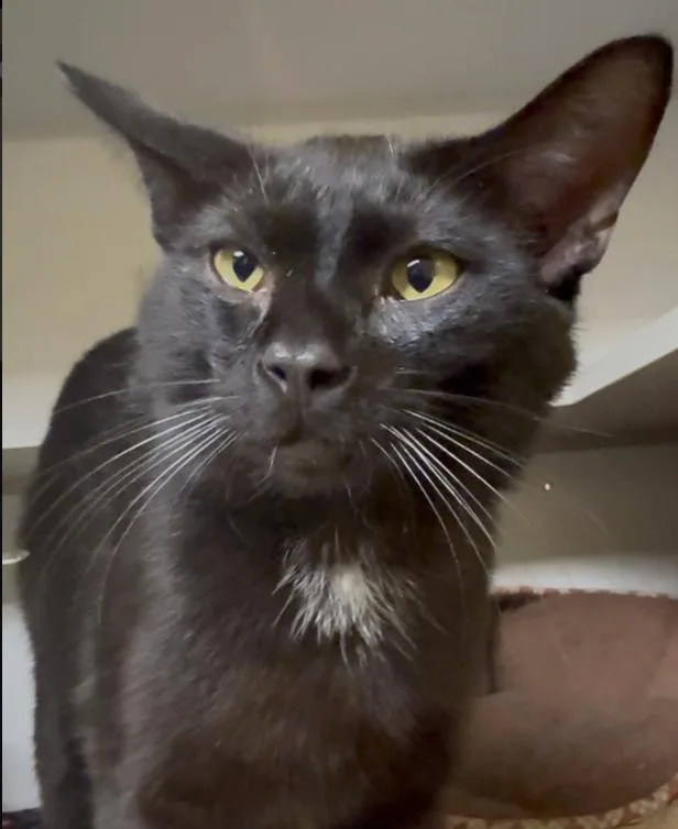 An adult medium-sized male Black Domestic Short Hair cat named Hansel for adoption in Osseo, MI