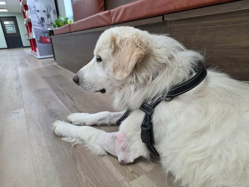 A young large-sized male Great Pyrenees dog named Hollis DFW for adoption in Quinlan, TX