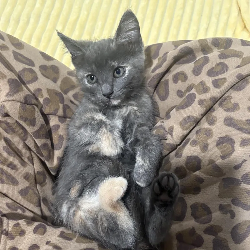 A young small-sized female Tortoiseshell Domestic Short Hair cat named Kiki Wkh for adoption in Independence, MO