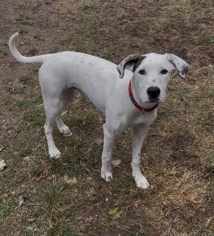A young medium-sized female White / Cream Dalmatian dog named Rosie for adoption in Shreveport, LA