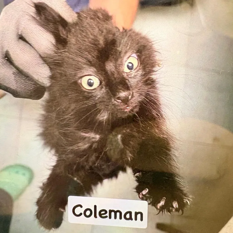 A baby small-sized male Black Domestic Short Hair cat named Coleman for adoption in Philadelphia, PA