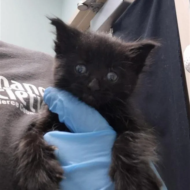 A baby small-sized male Black Domestic Short Hair cat named Sal for adoption in Tacoma, WA