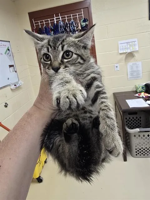 A baby small-sized female Domestic Short Hair cat named Honey for adoption in Aliquippa, PA