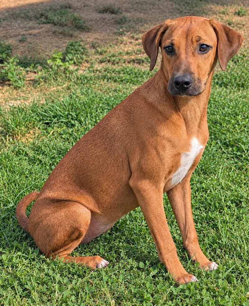 A young medium-sized female Golden Coonhound dog named Honey for adoption in Jackson, GA