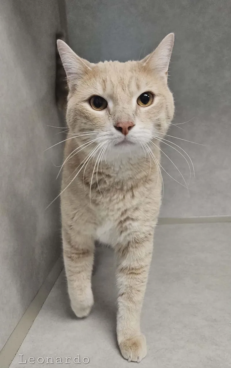 An adult large-sized male Buff / Tan / Fawn Domestic Short Hair cat named Leonardo "leo" for adoption in Wapakoneta, OH