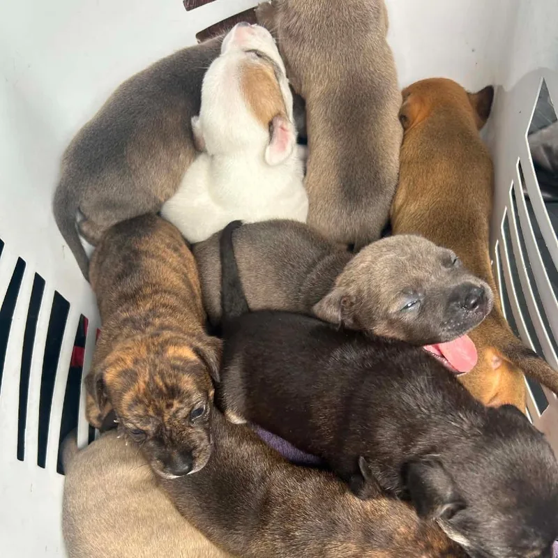 A baby medium-sized female Black Mixed Breed dog named Ruby for adoption in Frederiksted, VI