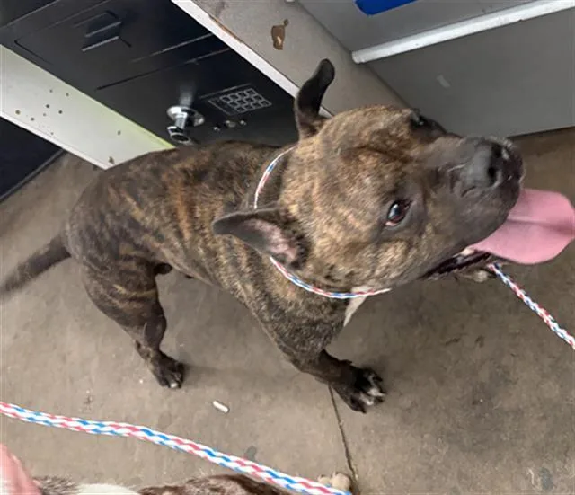 An adult medium-sized male Mixed Breed dog named Bruno for adoption in Dallas, TX