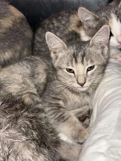 A baby small-sized female Gray / Blue / Silver Domestic Short Hair cat named 61044572 for adoption in El Paso, TX
