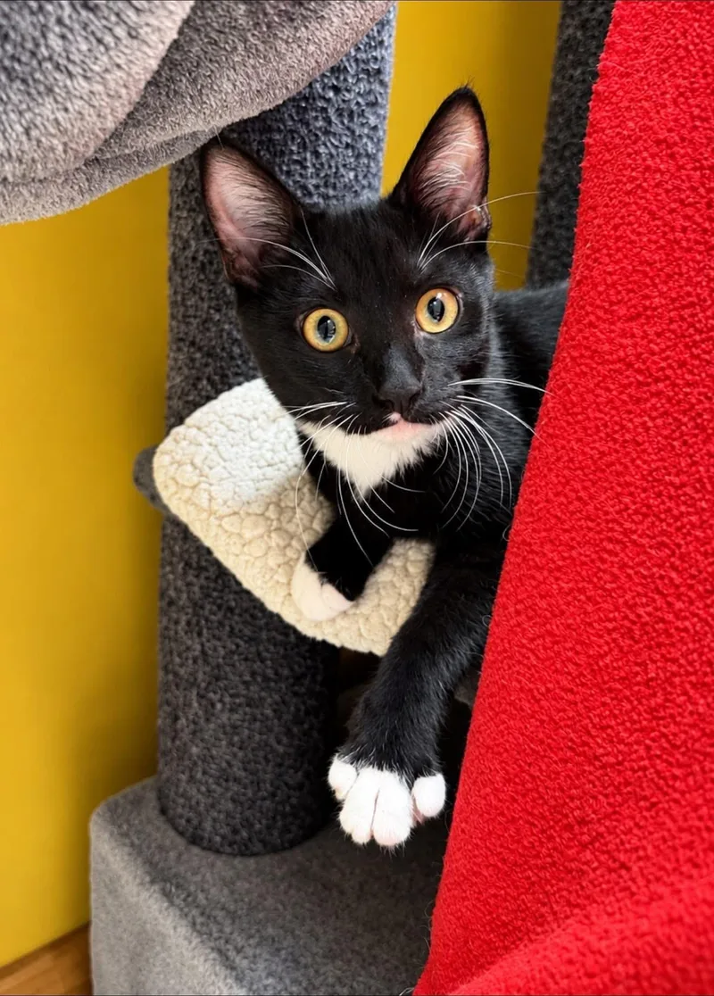 A baby medium-sized female Domestic Short Hair cat named Joan Jett for adoption in Crystal Lake, IL