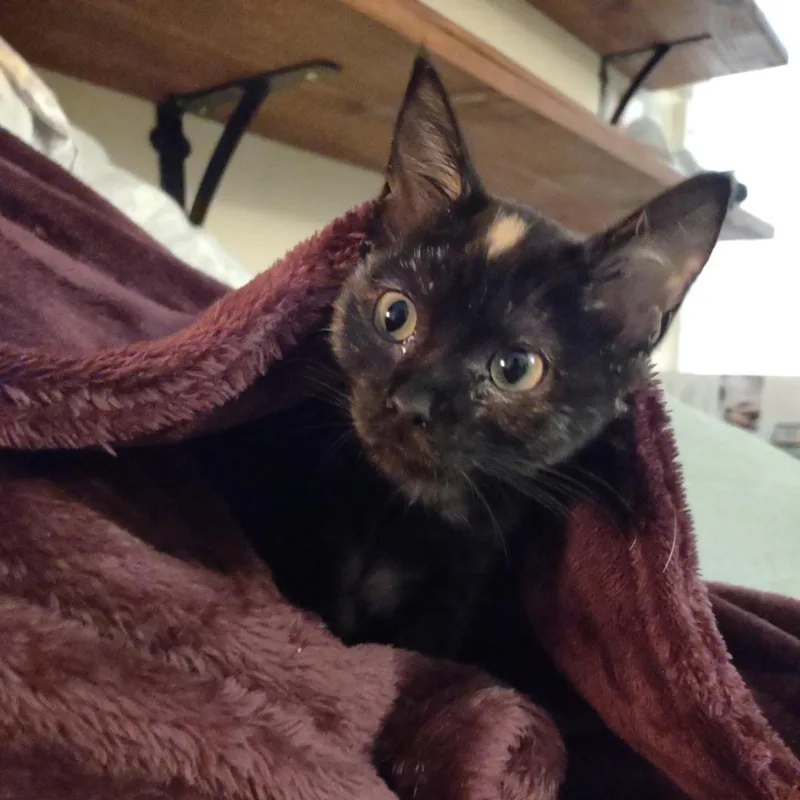 Princess Dot
