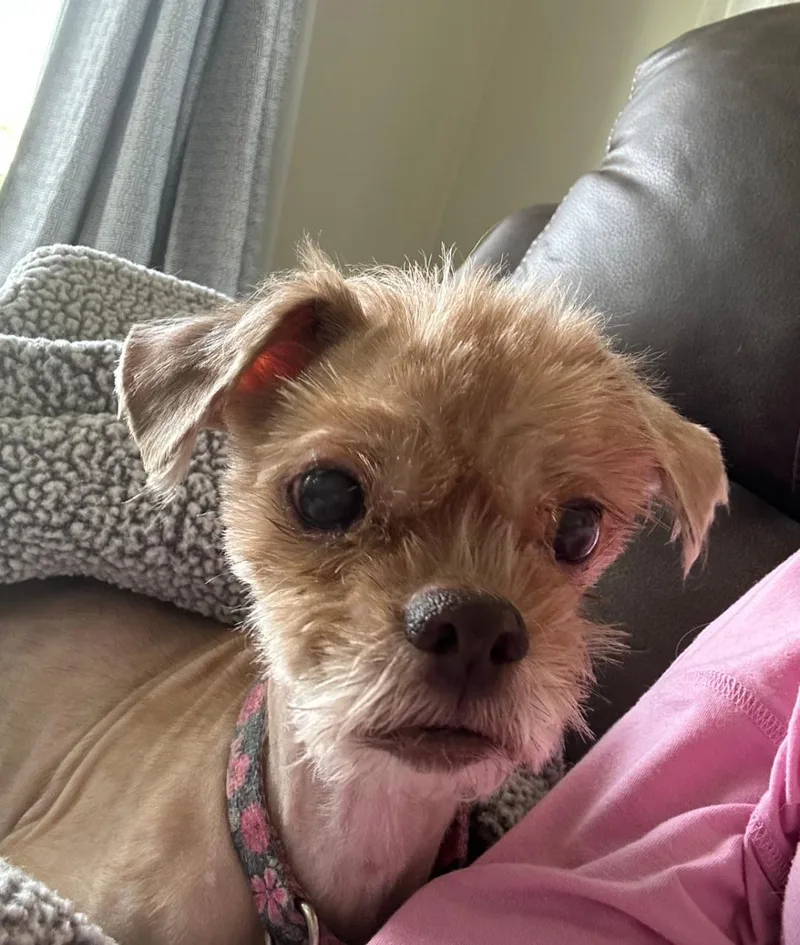 Gizmo