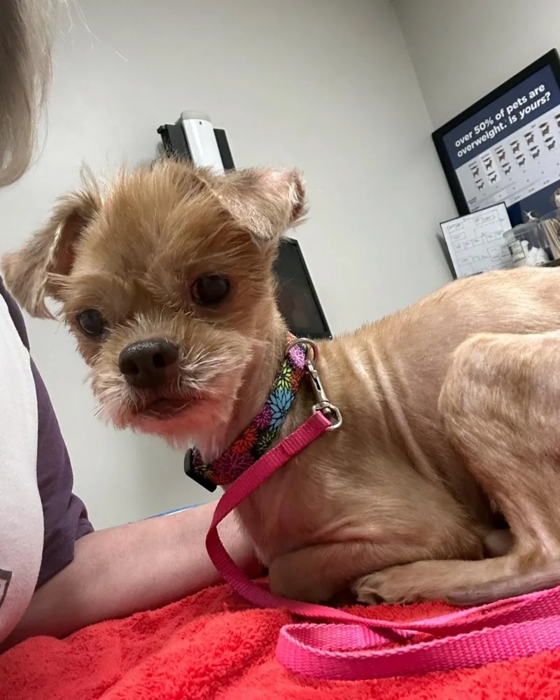Gizmo thumbnail 2