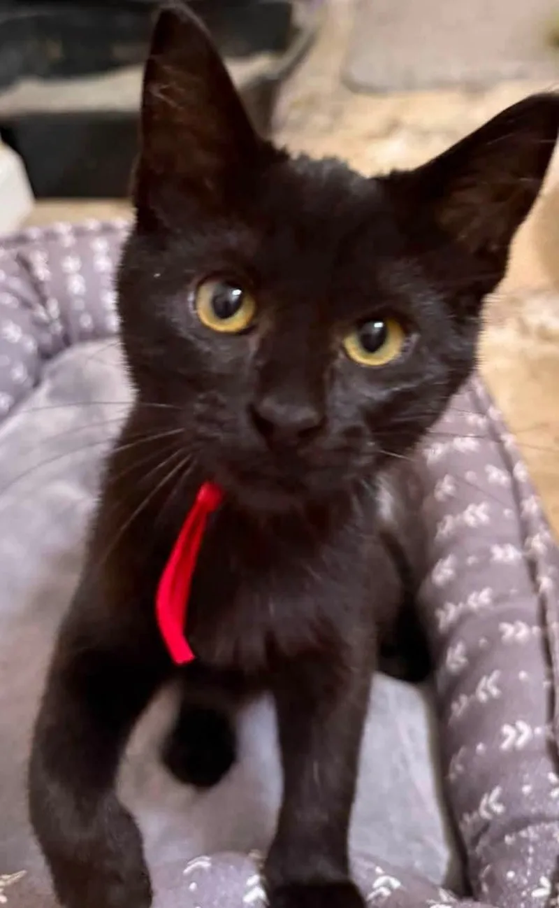 A baby small-sized female Domestic Short Hair cat named Bessie for adoption in Sioux City, IA