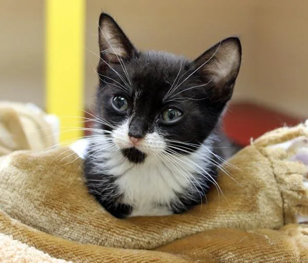 A baby small-sized male Black & White / Tuxedo Domestic Short Hair cat named Toner for adoption in Mansfield, MA