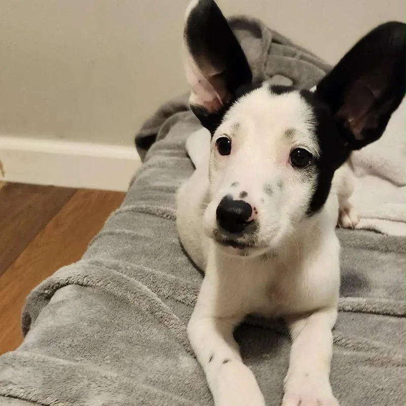 A baby small-sized female White / Cream Mixed Breed dog named Helvetica for adoption in Buffalo, MN