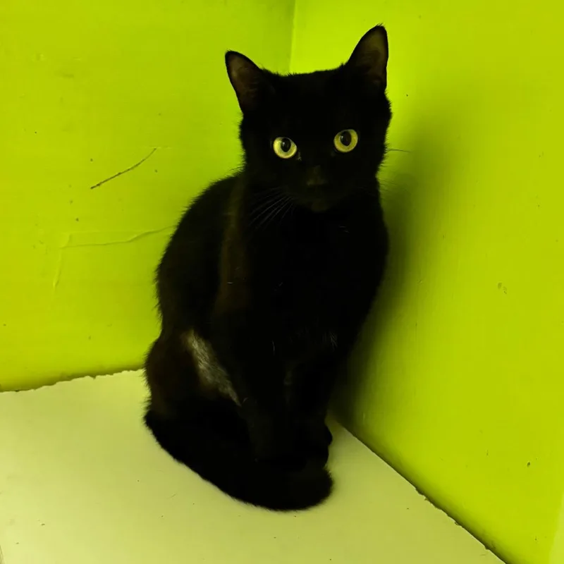 An adult medium-sized female Black Domestic Short Hair cat named Tulip for adoption in Brownsboro, AL