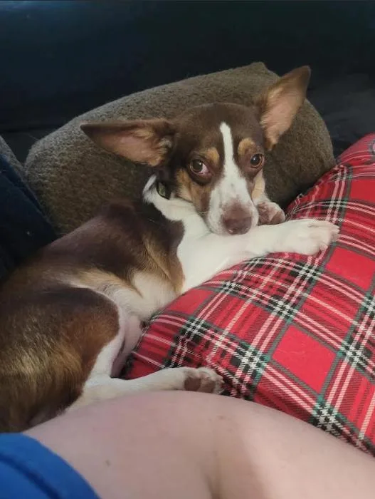 A young small-sized male Chihuahua dog named Gizmo Gadget in TX for adoption in Cranston, RI