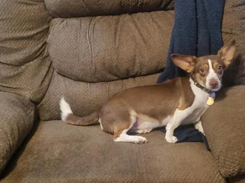 Gizmo Gadget in TX thumbnail 2