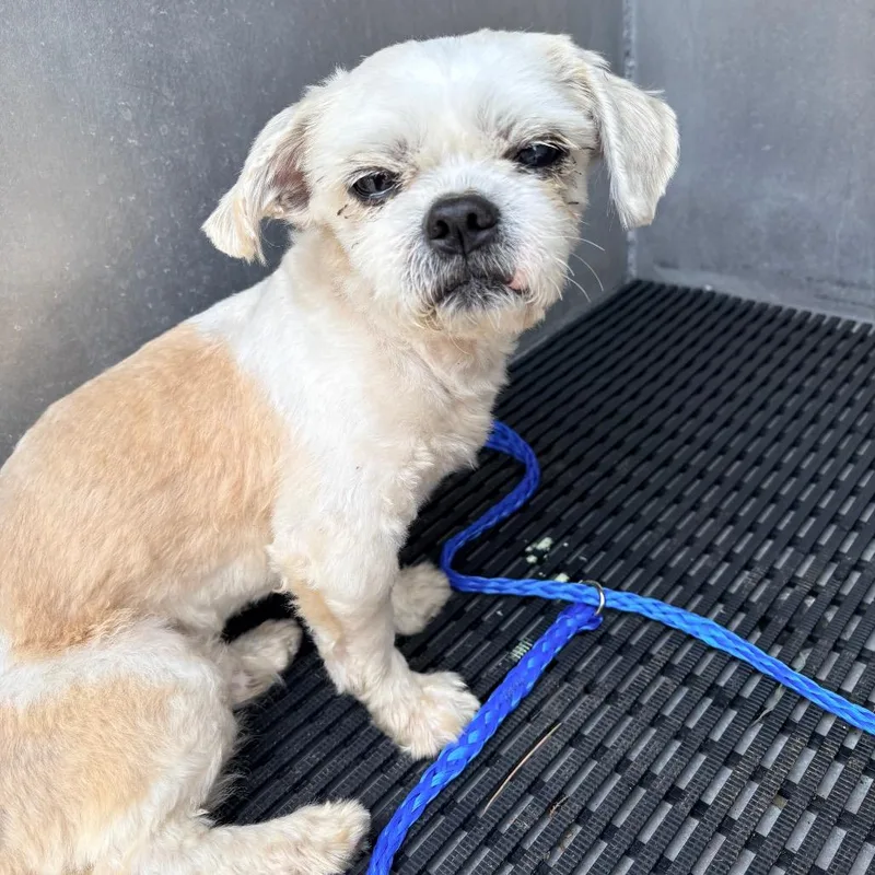 A senior small-sized male White / Cream Shih Tzu dog named Dudley for adoption in Bryan, TX