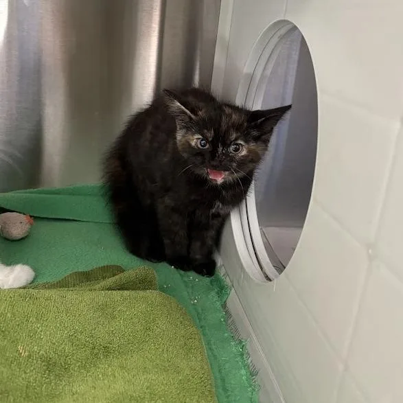A baby small-sized female Tortoiseshell Domestic Short Hair cat named Tag for adoption in Pittsburgh, PA