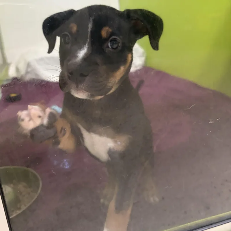 A baby medium-sized female Black American Bully dog named Luna for adoption in Southold, NY