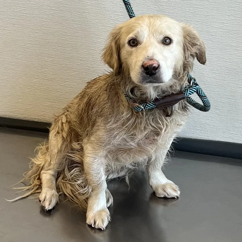 An adult medium-sized male Yellow / Tan / Blond / Fawn Mixed Breed dog named Max for adoption in Las Cruces, NM