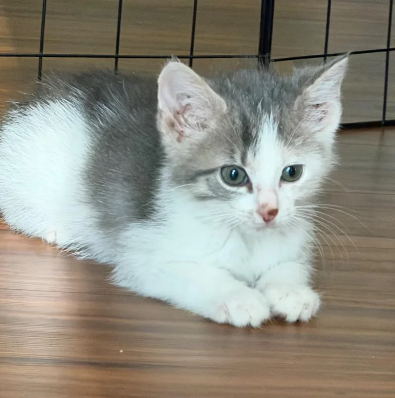 A baby medium-sized male Domestic Short Hair cat named Ozzie for adoption in Columbia, IL