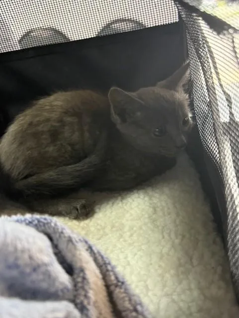 A baby small-sized female Domestic Short Hair cat named Semiu for adoption in Fort Walton Beach, FL
