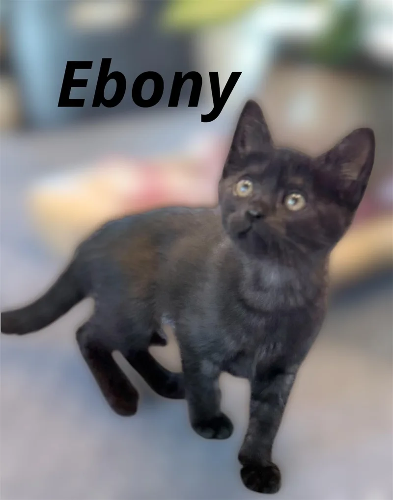 A baby small-sized female Domestic Short Hair cat named Ebony for adoption in Auburn, CA
