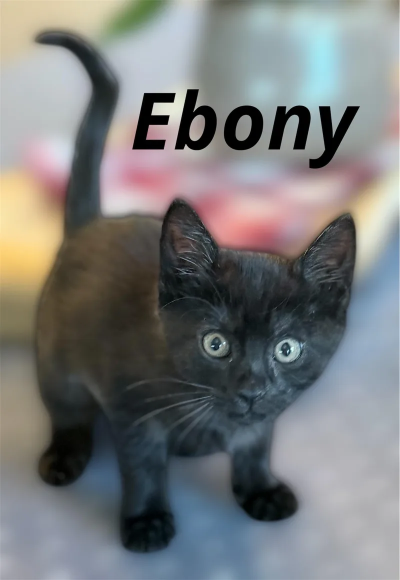 Ebony thumbnail 2