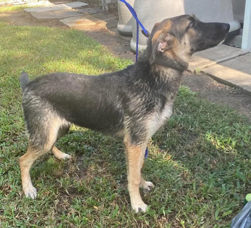 A baby large-sized female German Shepherd Dog dog named Moxey for adoption in Bloomfield, CT