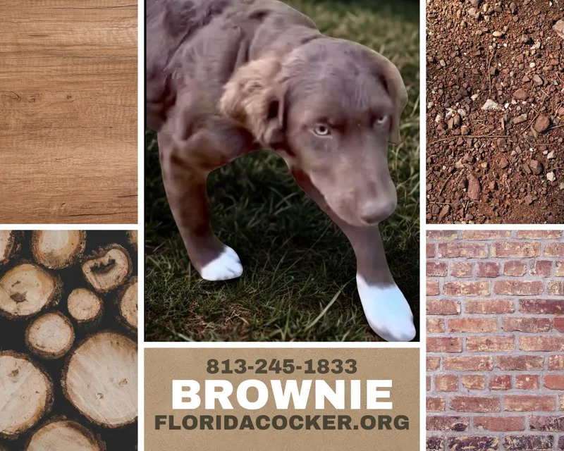A young medium-sized male Australian Shepherd dog named Brownie for adoption in Land O Lakes, FL