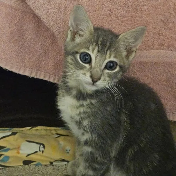A baby medium-sized male Domestic Short Hair cat named Hurricane for adoption in Oakland, CA